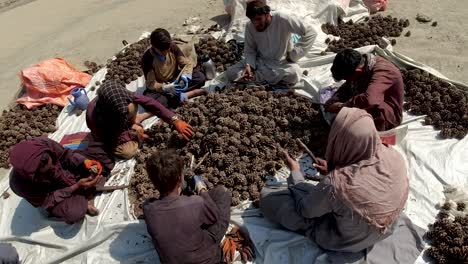 afghanistan's pine nut havens