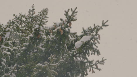 Fuertes-Nevadas-En-Invierno-En-Un-árbol-De-Coníferas-En-Cámara-Lenta-Con-Cambio-De-Enfoque-De-árbol-A-Grandes-Copos-De-Nieve