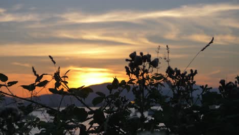 Silueta-De-Follaje-Contra-El-Cielo-Dorado-Del-Atardecer.-De-Cerca