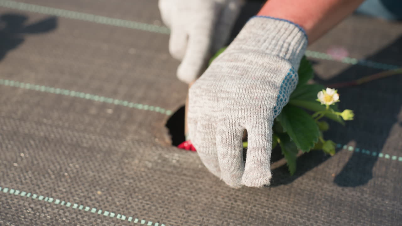Closeup farmer uses hand cultivator to prune soil around strawberry plant on weed fabric, gloved hands performing careful weeding under summer sun, focused maintenance in rural garden rows