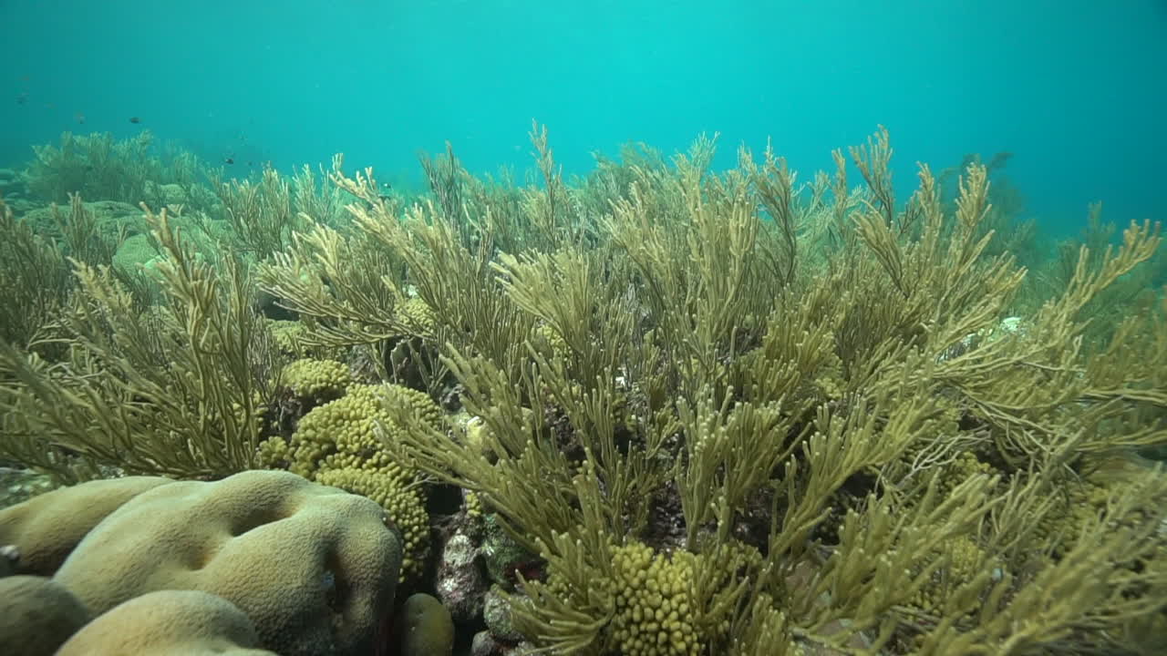 la cámara se desplaza sobre un campo de coral blando naranja en el mar del caribe
