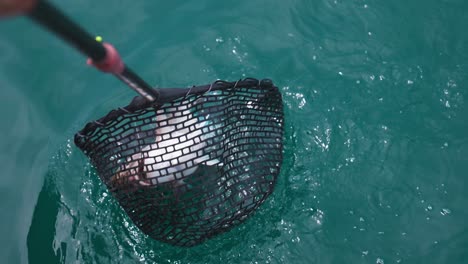 putting red snapper fish in black mesh net to pull aboard, catch of the day