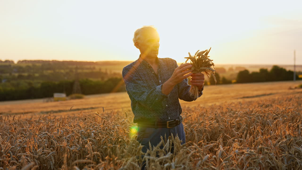 Wheat harvest at sunset. An older man gathers wheat in a golden field during a beautiful sunset, enjoying the fruits of his labor