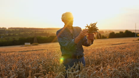 wheat harvest at sunset. an older man gathers wheat in a golden field during a beautiful sunset, enjoying the fruits of his labor