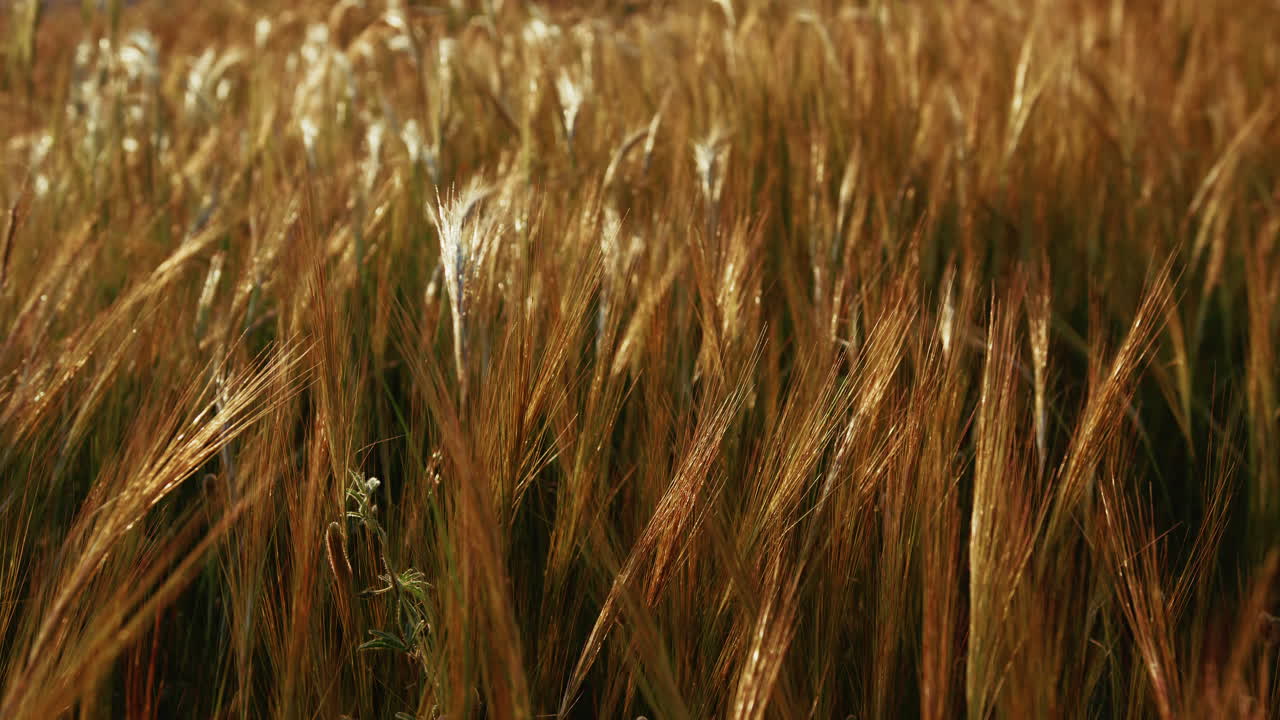 Field Of Wheat Ears Cultivation In Sicily In Summer Countryside Relaxant Nature
