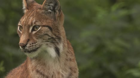 the eurasian lynx (lynx lynx) in the forest.