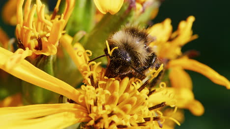 bumblebee feeding on a flower and pollinating, macro close-up