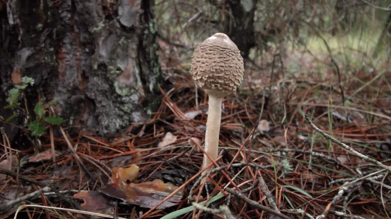 hongos en el bosque en el norte de españa