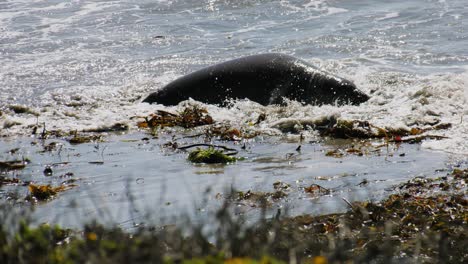harbor seal in waves on the coast of