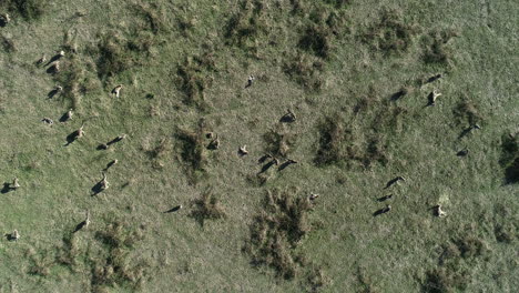 Smooth-decent-over-large-group-of-kangaroos-in-open-grasslands-sunning-themselves-and-grazing