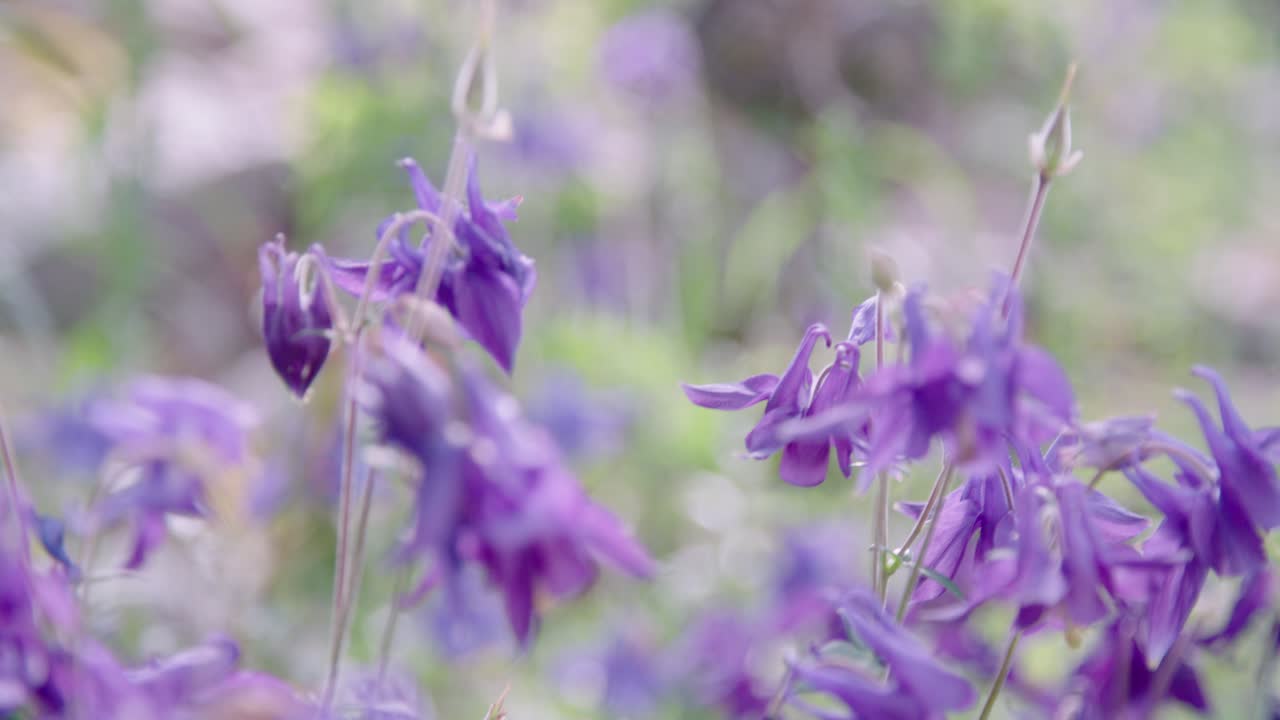 mosca decorativa en el jardín en transición a aguileñas florecientes