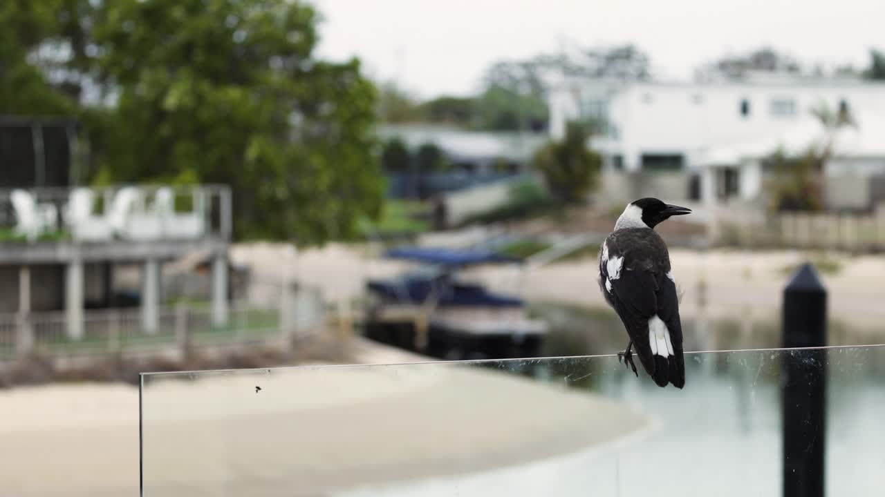 높은 지점에서 주변을 관찰하는 새