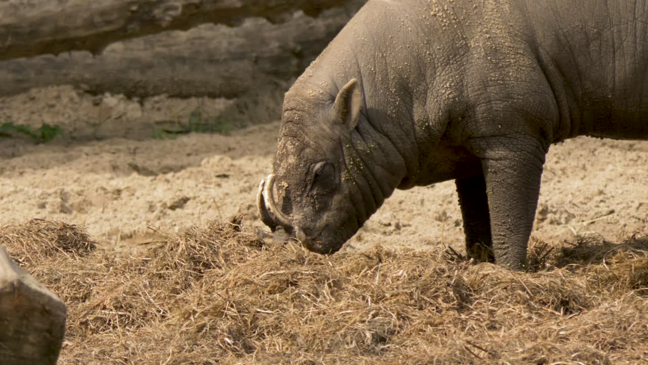 cámara lenta de un babirusa del norte de sulawesi con grandes colmillos en indonesia
