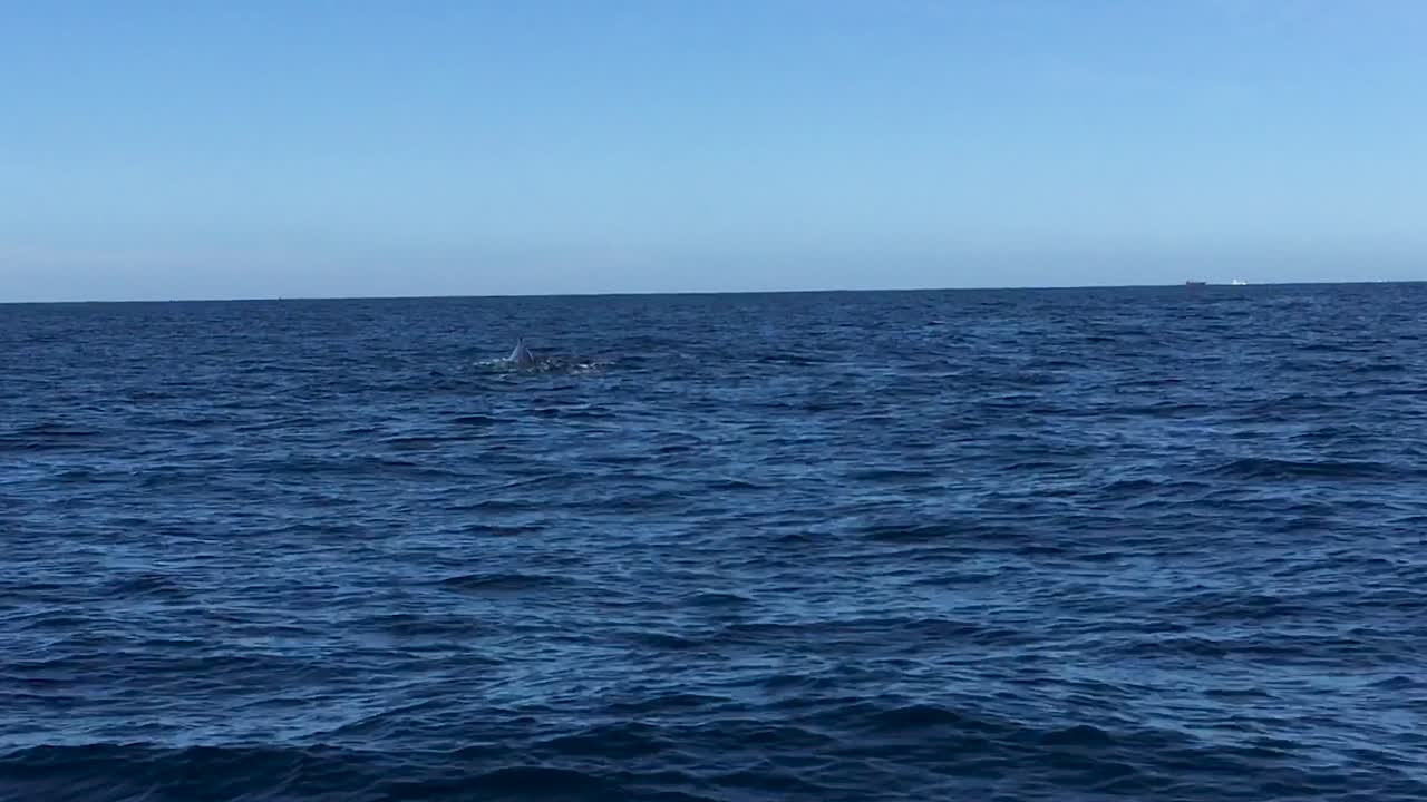 Two Humpback Whales Coming to the Surface of the Water to Breathe and Show Their Tails in Cabo San Lucas