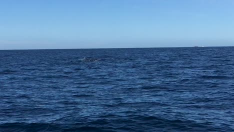 dos ballenas jorobadas que salen a la superficie del agua para respirar y mostrar sus colas en cabo san lucas