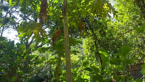 el follaje vibrante en un jardín tropical