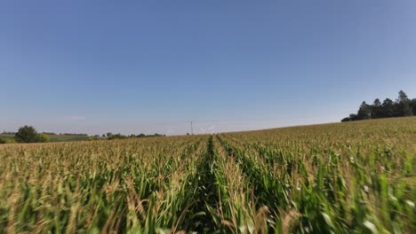 Drones-Agrícolas-Rociando-Productos-Químicos-En-Un-Campo-De-Maíz-En-Iowa-En-El-Verano