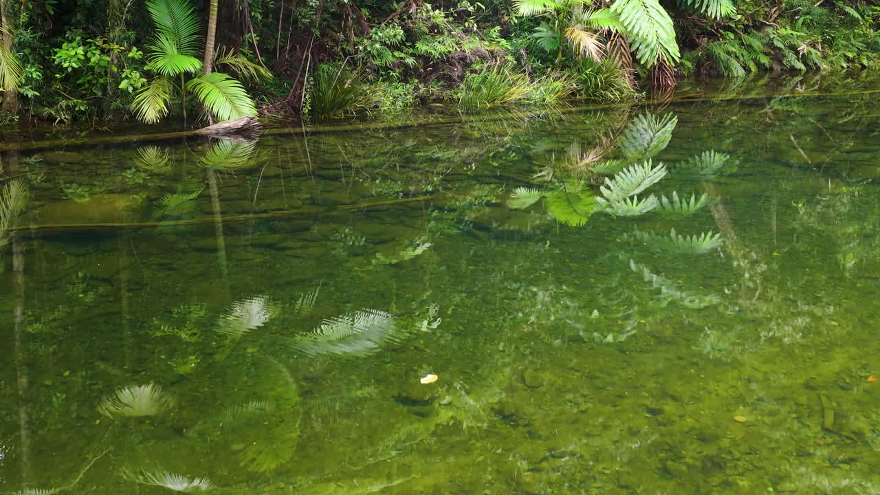 Calm river scene with lush greenery and clear reflections. Soft lighting enhances the tranquil atmosphere in a natural setting