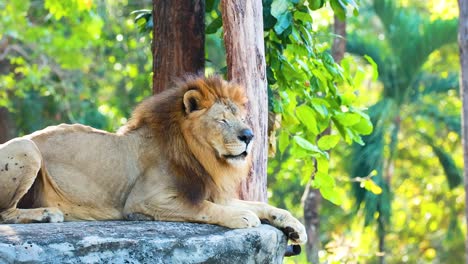 un león descansa pacíficamente en una roca