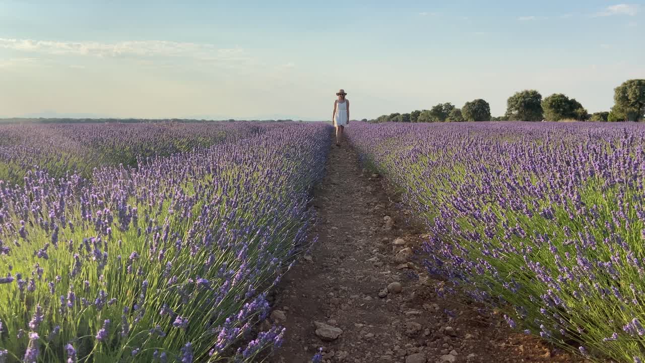 Attractive woman walking through a blooming lavender flower field in summer