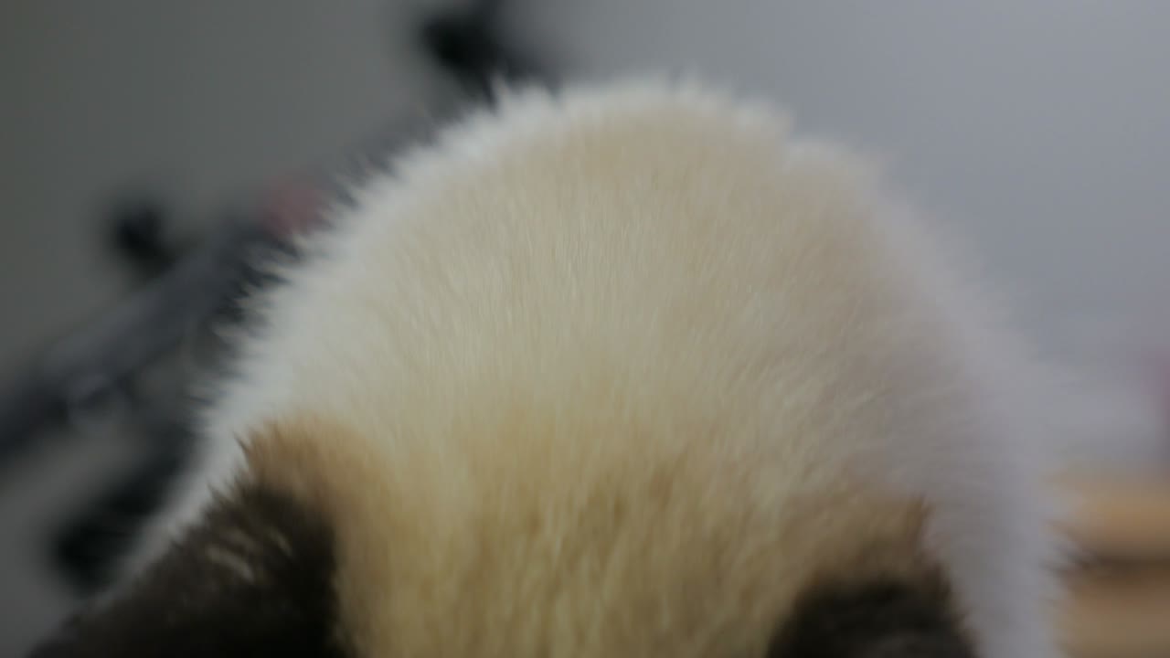 파란 눈을 가진 아름다운 페르시아 고양이의 클로즈업 초상화