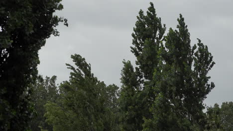 los árboles altos son violentamente sacudidos y azotados mientras espesas nubes grises pasan rápidamente en el fondo durante la tormenta ellen