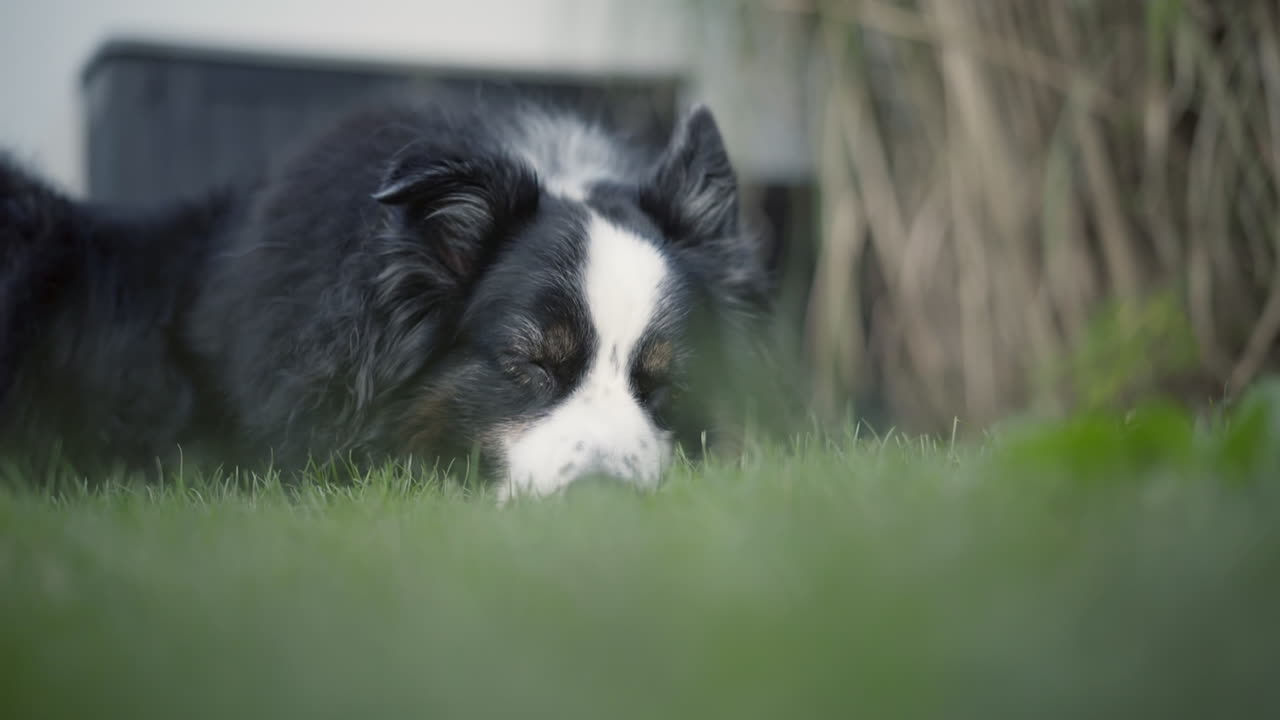 정원에서 자고 있는 귀여운 오스트레일리아 양치기