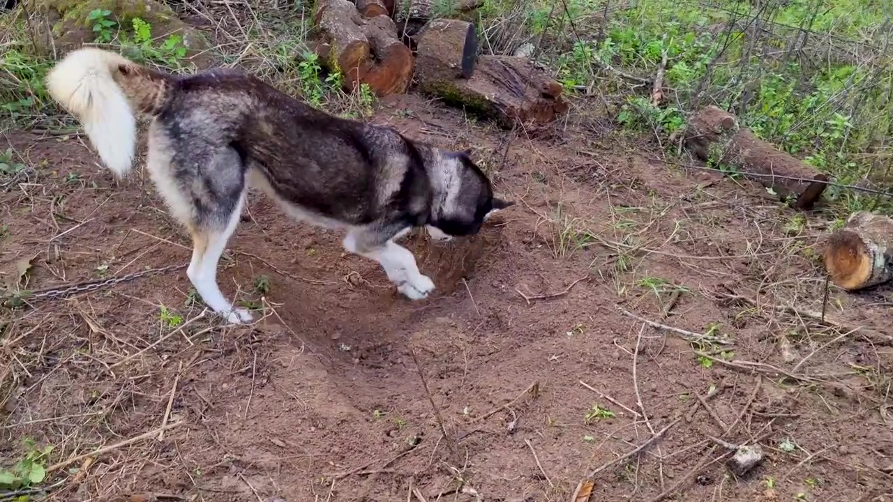 Playful Siberian Husky dog intensely digging a hole in the dirt ground outdoors near tree logs in Corfu island, Greece.