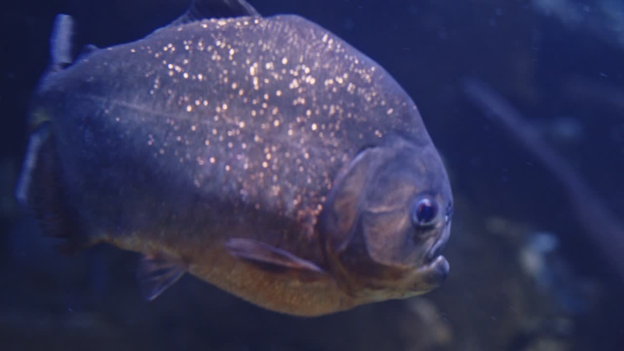 пираньи плавают и гоняются друг за другом в прозрачном аквариуме