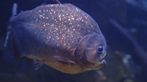 close up of piranhas swimming and chasing each other in clear aquarium