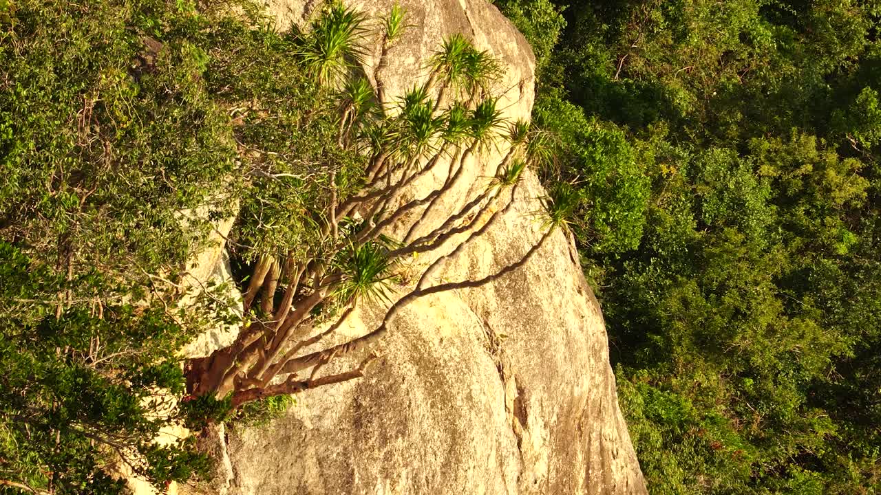árbol tropical que crece en un escarpado acantilado de roca costera y una densa jungla en el fondo