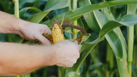 the farmer examines the head of corn standing in the field 4k video