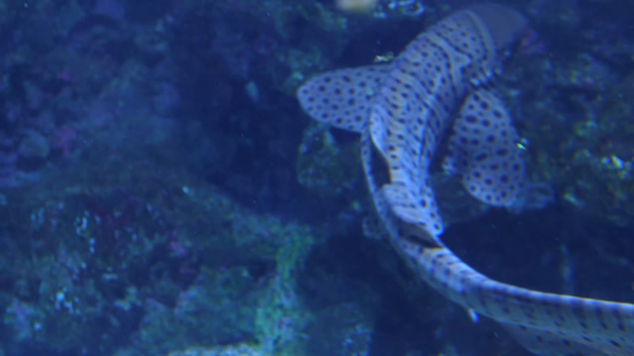 tiburón nodriza nadando pacíficamente en el acuario