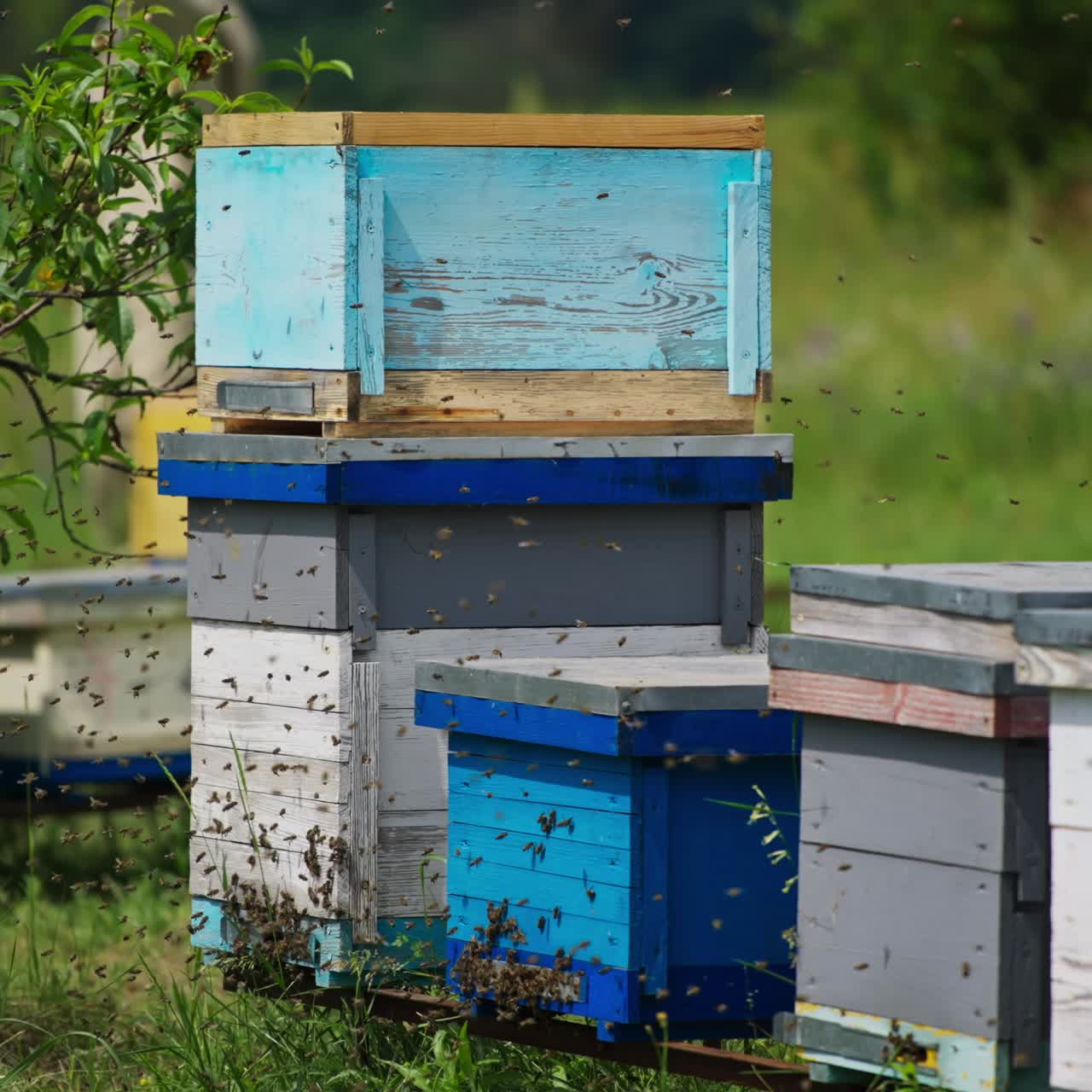 Wooden bee hives surrounded by lots of bees. Tiny insects working hard in summer season