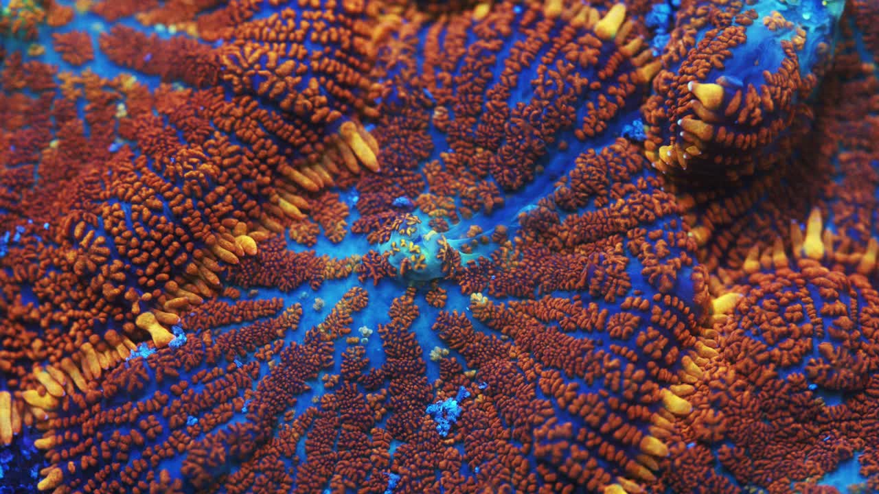 Macro shot of Superman Rhodactis coral under actinic lighting, featuring a blue base with bold red ridges and a distinct yellow-orange outer rim in reef aquarium