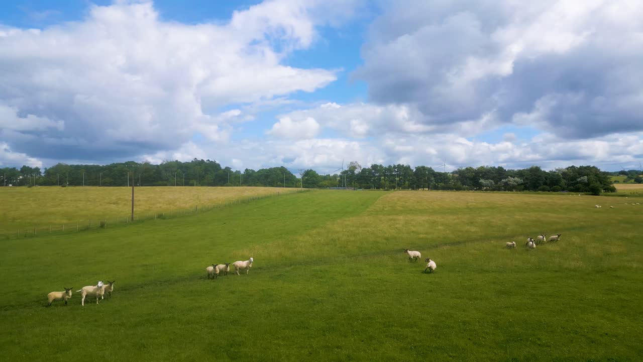 Drohnenaufnahme: Rückzug über Schafe auf einem Bauernfeld in der schottischen Landschaft.
