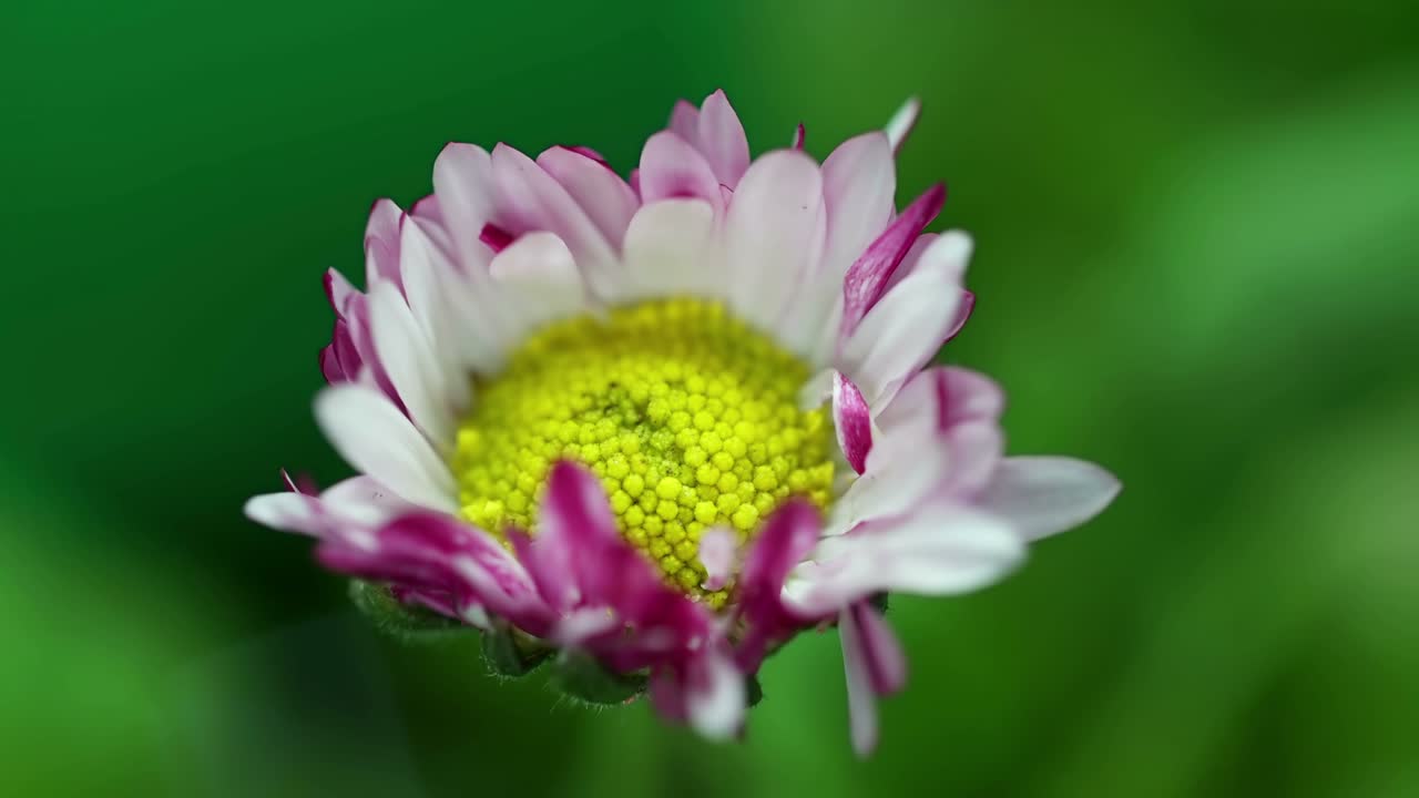 pink daisy spring flower opening its blossom, blooming timelapse, nature process germination, on green background