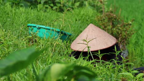 person in conical hat working in green field