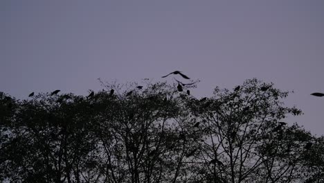 aves siluetas volando a las cimas de los árboles al anochecer slomo