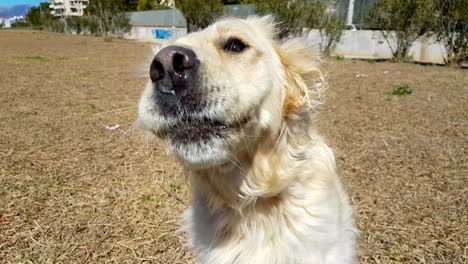 un perro golden retriever haciendo trucos con una piedra en la cabeza en cámara lenta.
