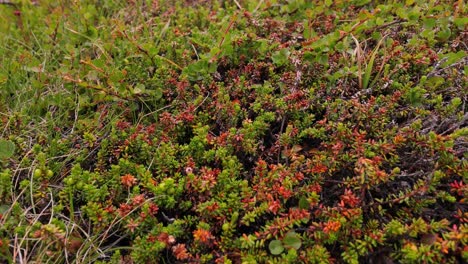 closeup of alpine vegetation