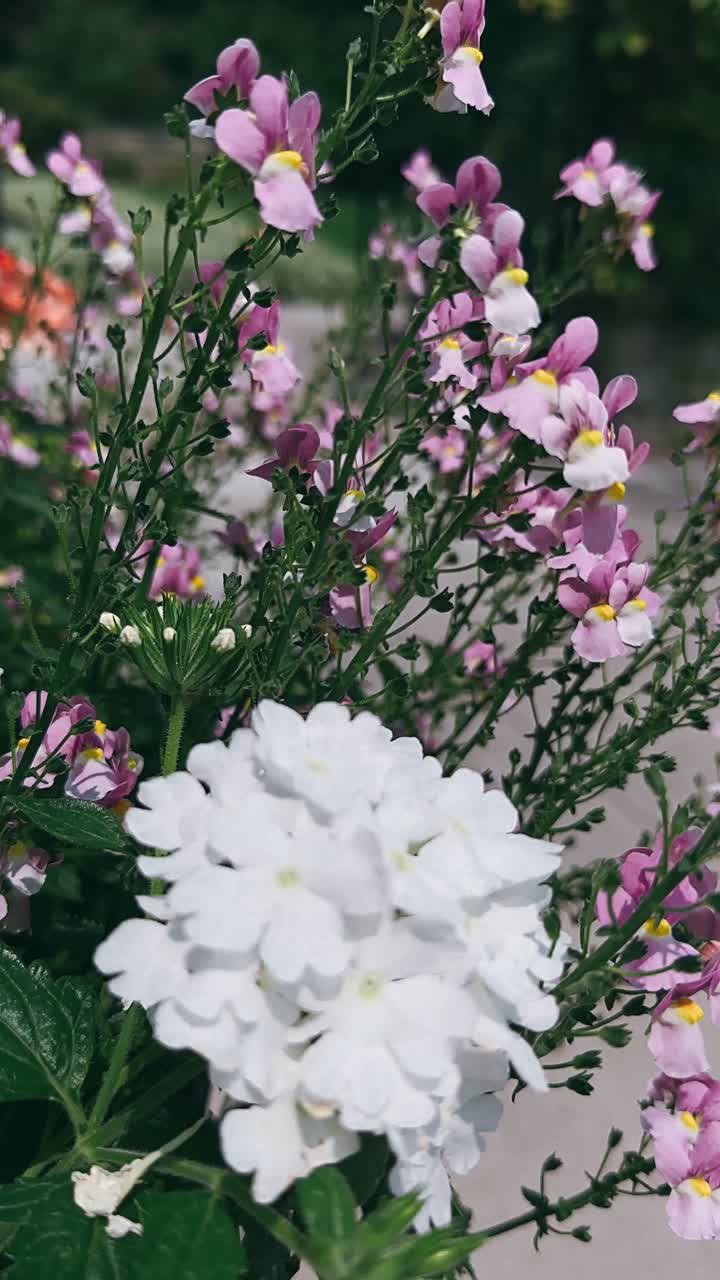 Beautiful Pink and White Flowers
