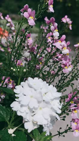 beautiful pink and white flowers