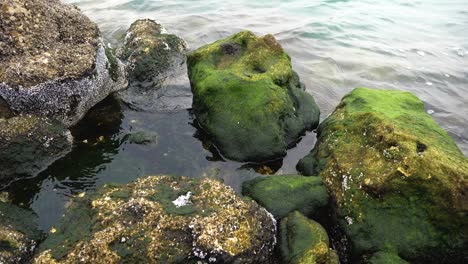 stones and rocks covered by moss along water and sea waves near corniche doha