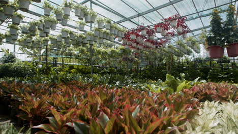 Big-greenhouse-interior