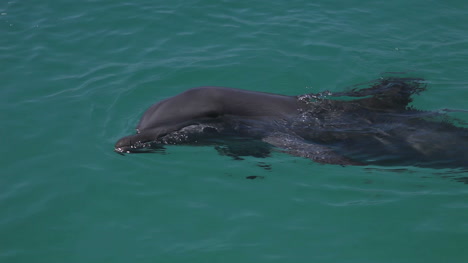 Delfines-11