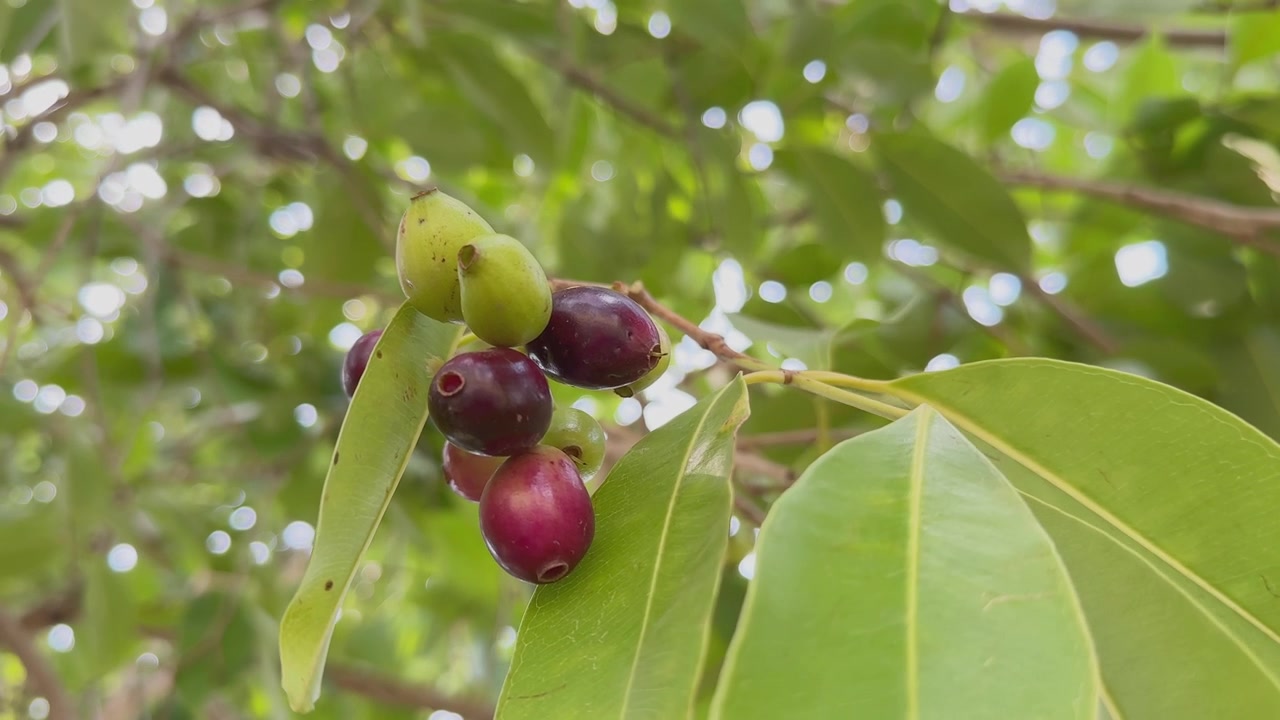 Vista ravvicinata di un piccolo grappolo di frutti di Jamun appesi a un ramo. I frutti mostrano diverse fasi di maturazione, dal verde al viola rossastro, sotto foglie lucide alla luce naturale del giorno.