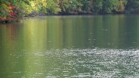 Kleine-Wasserwellen-Schimmern-Auf-Dem-See-Mit-Herbstbäumen-Entlang-Der-Küste