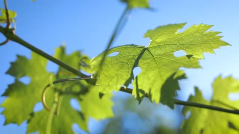 grape leaves in vineyard on a sunny day