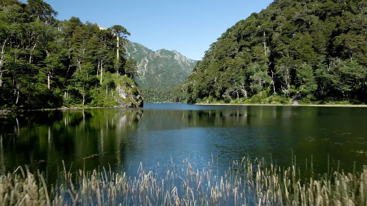 съемка с дрона нижней части лагуны, окруженной лесом араукарии - dolly in